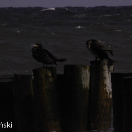 dwirzyno_2012_20120724_1779981672