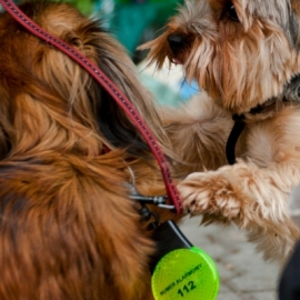 i_festyn_parafialny_61_20120211_1457306224