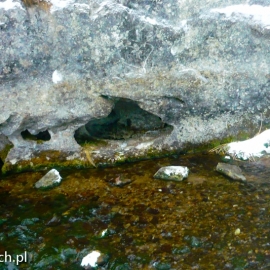 zakopane_2013_20130128_1790223722