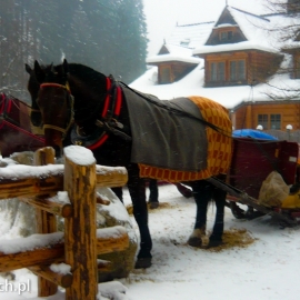 zakopane_2013_20130128_2098161229